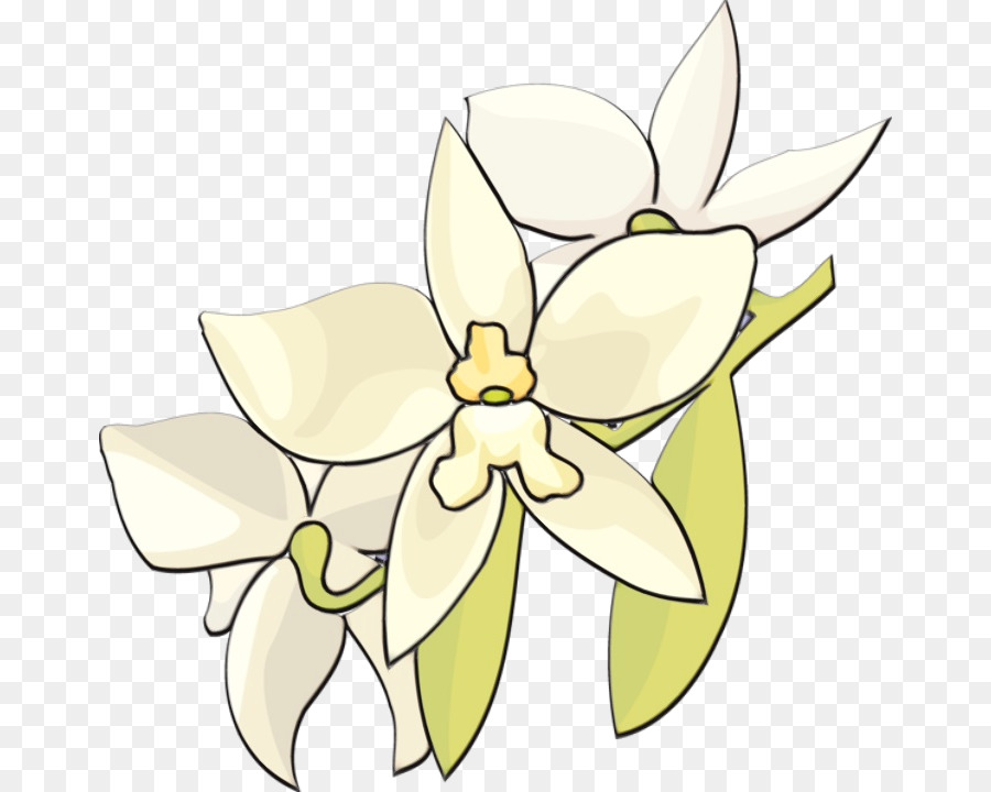 Orquídea Branca，Florescer PNG