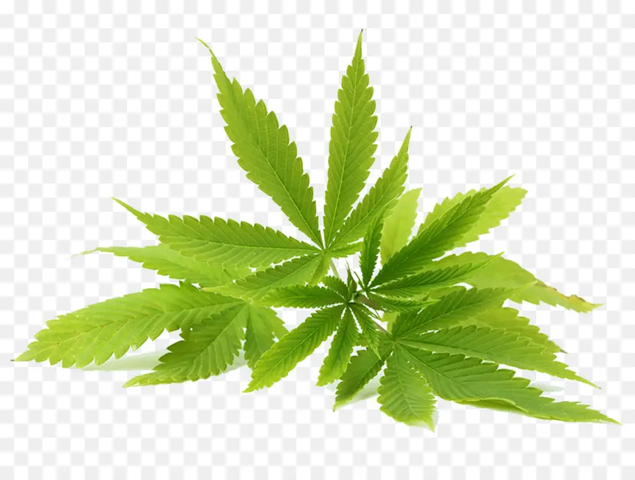 A Cannabis Sativa，O Cânhamo PNG