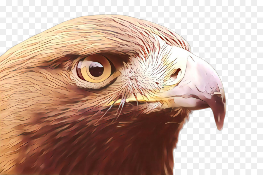 águia，Hawk PNG