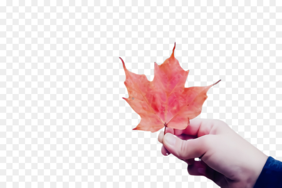 Maple Leaf，Folha PNG