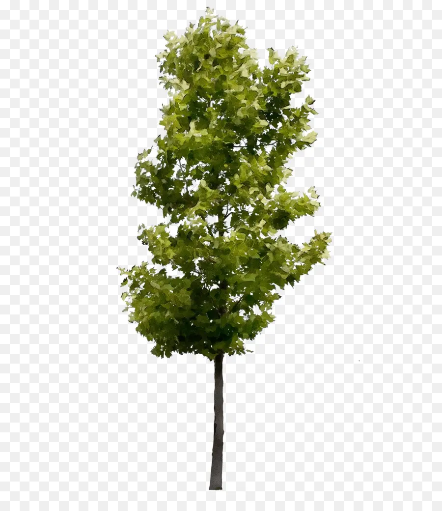 árvore，Deciduous PNG