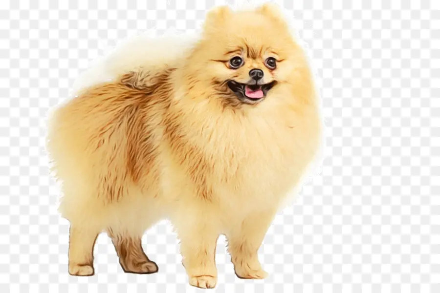 Pomeranian，Spitz Alemão Mittel PNG