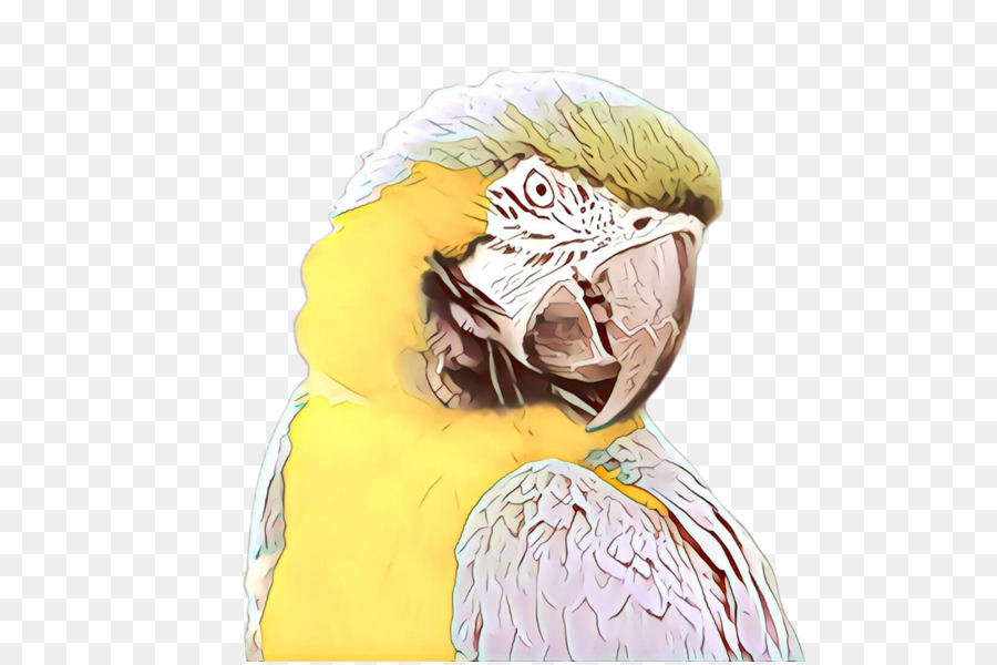 Bico，Aves PNG