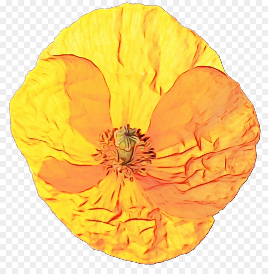 Laranja，Amarelo PNG