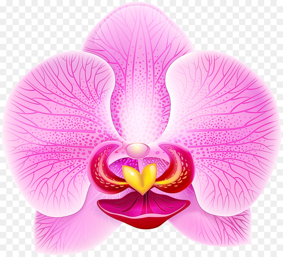 Orquídea，Rosa PNG