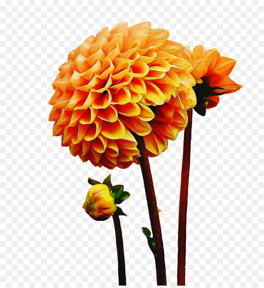 Flores Laranja，Florescer PNG