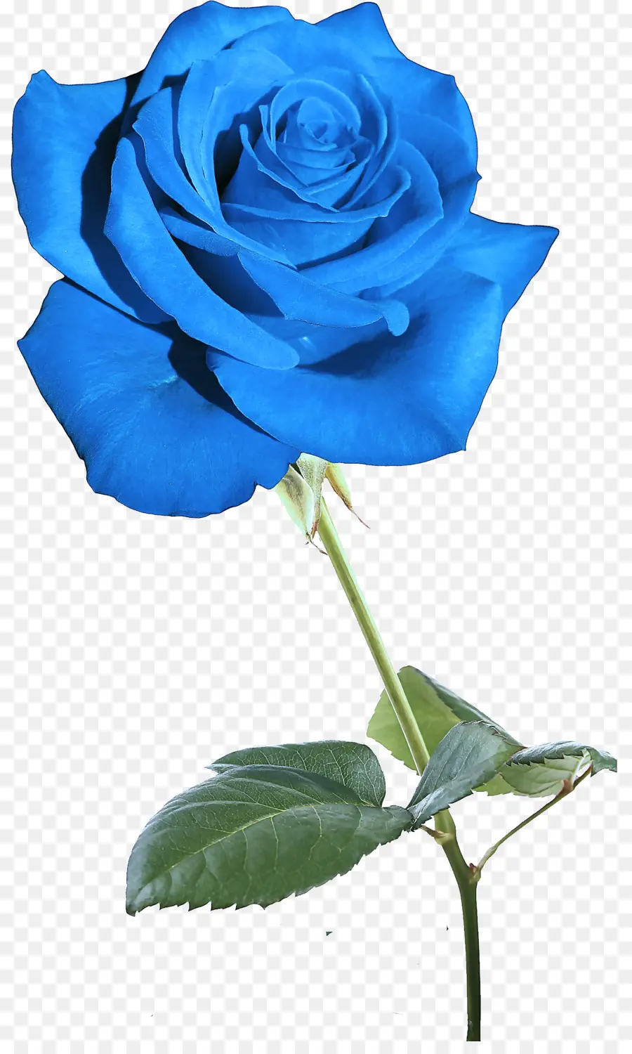 Rosa Azul，Tronco PNG