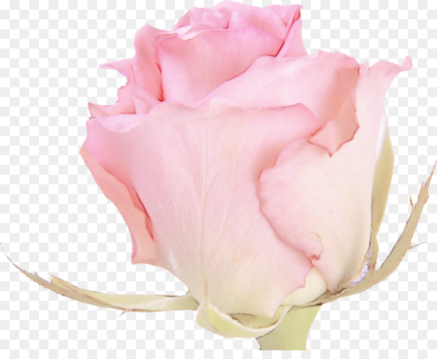 Rosa，Florescer PNG