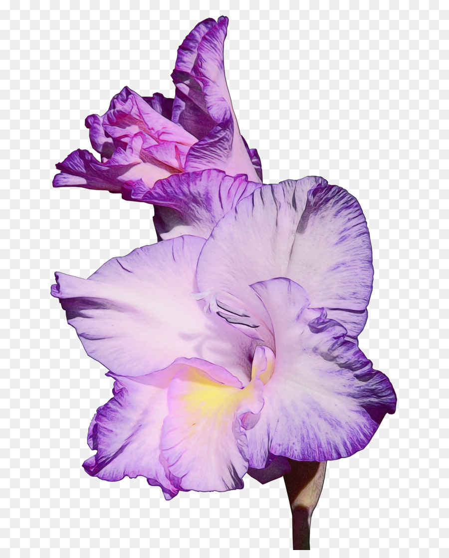 Flor Rosa E Roxa，Florescer PNG