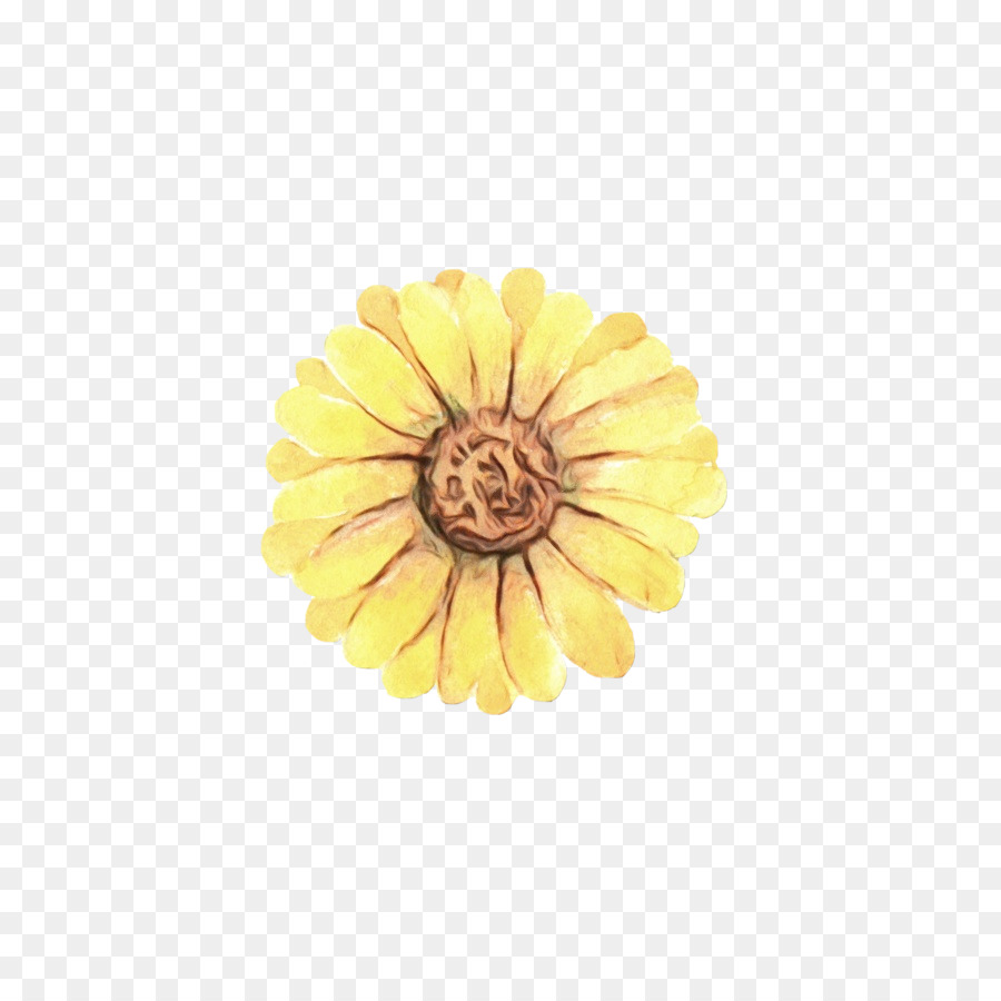 Amarelo，Gerbera PNG