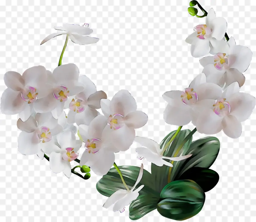 A Floração Da Planta，Moth Orquídea PNG