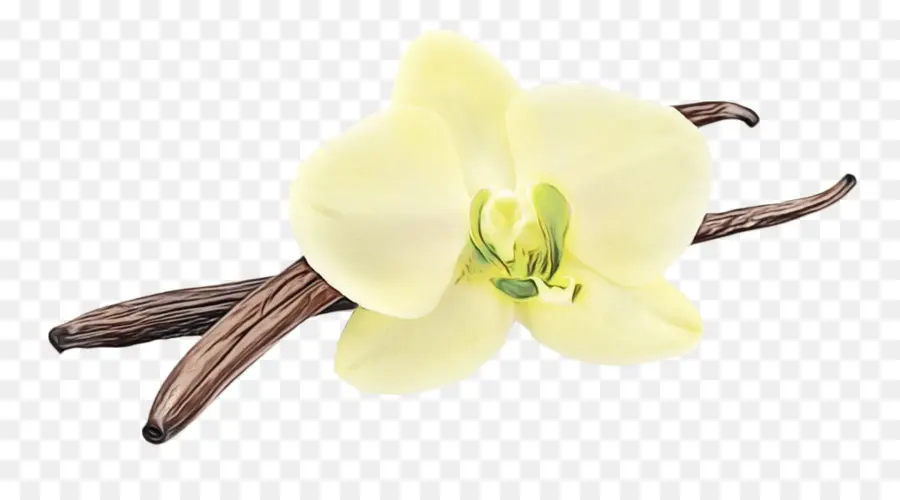 Flor，Planta PNG