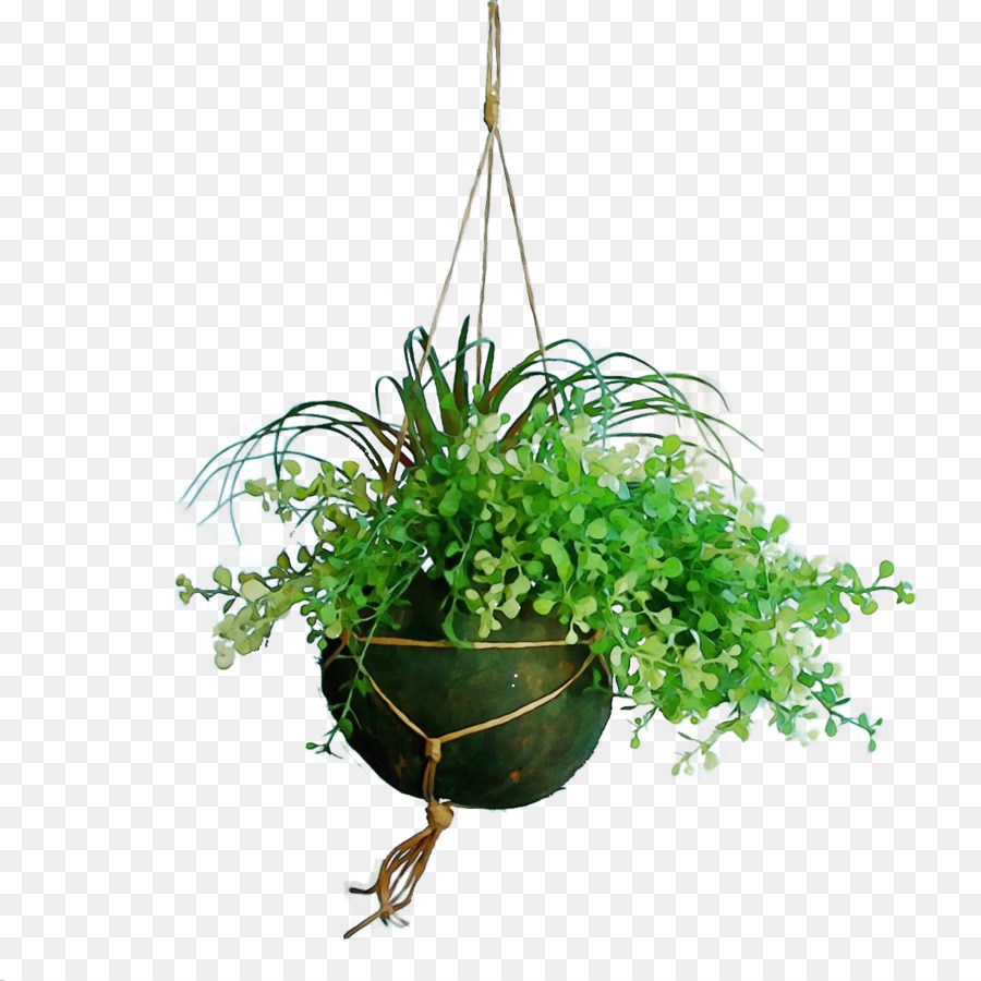 Planta Suspensa，Vegetação PNG