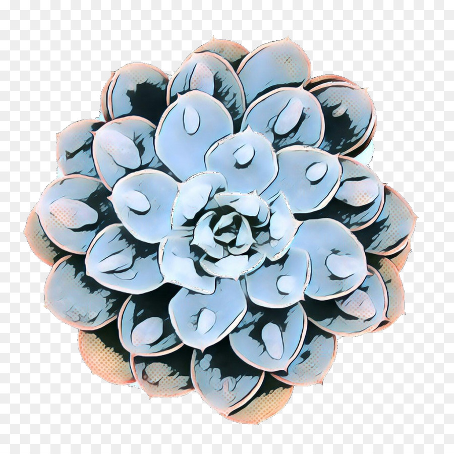 Azul，Echeveria PNG