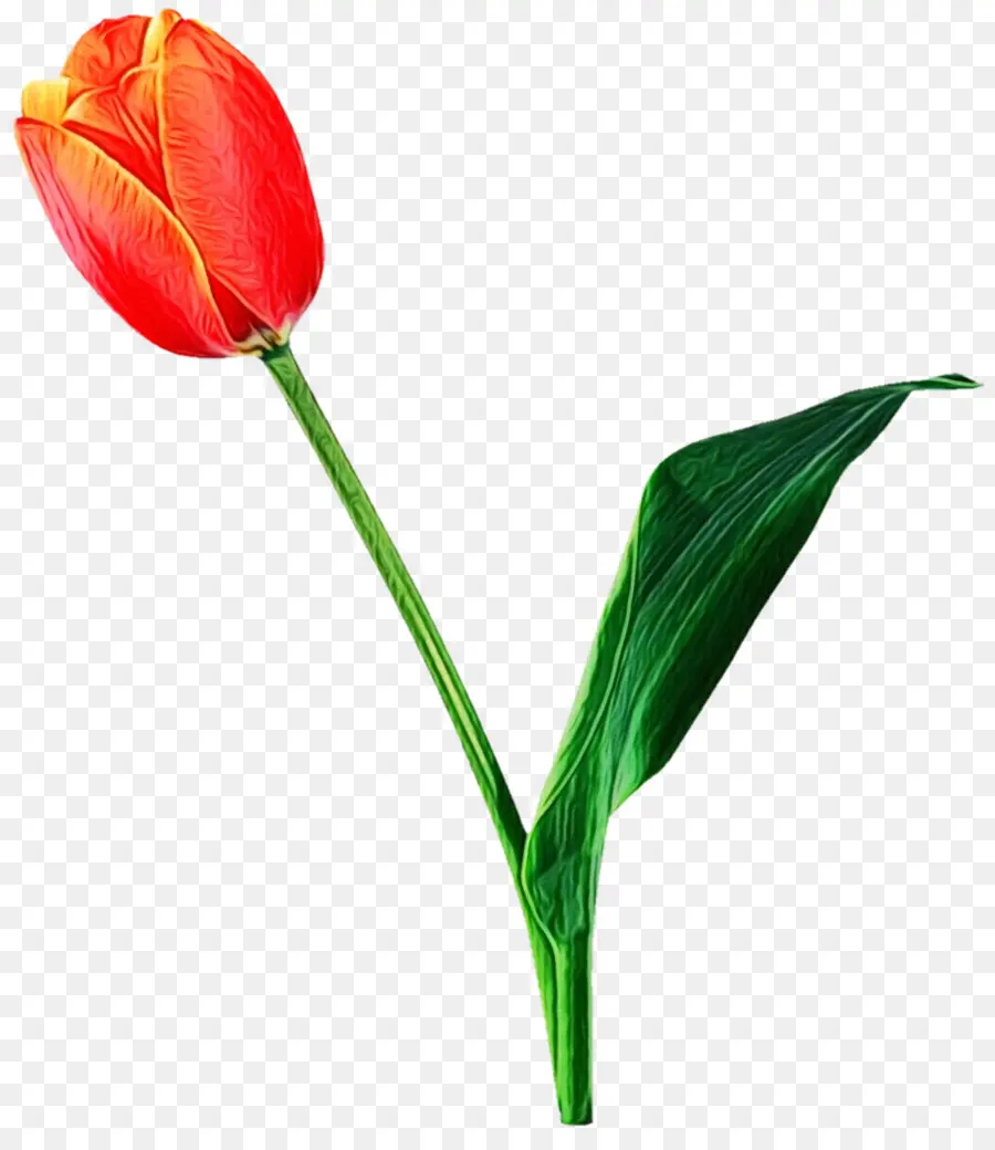 Tulipa Amarela，Flor PNG