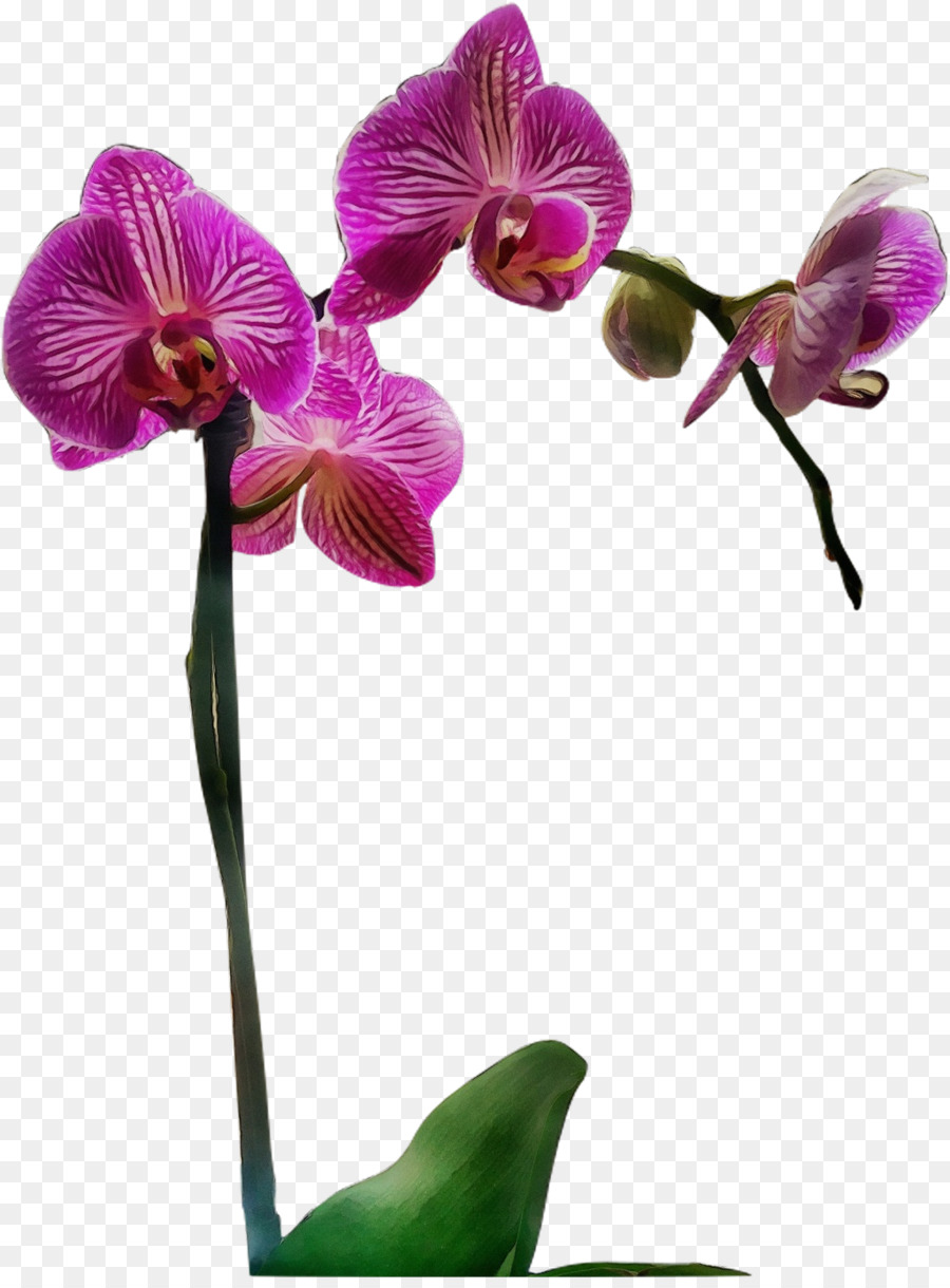 Orquídea Vermelha，Orquídea PNG