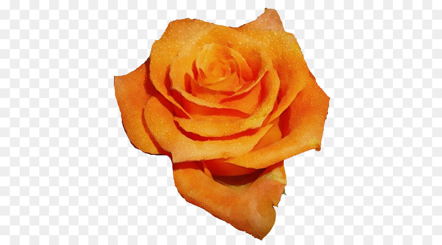 Rosa Branca，Florescer PNG