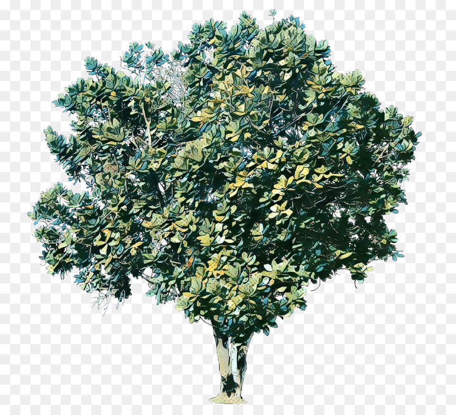A Floração Da Planta，árvore PNG