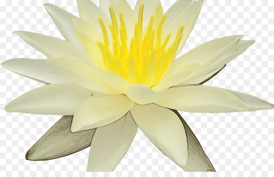 Flor Branca，Florescer PNG