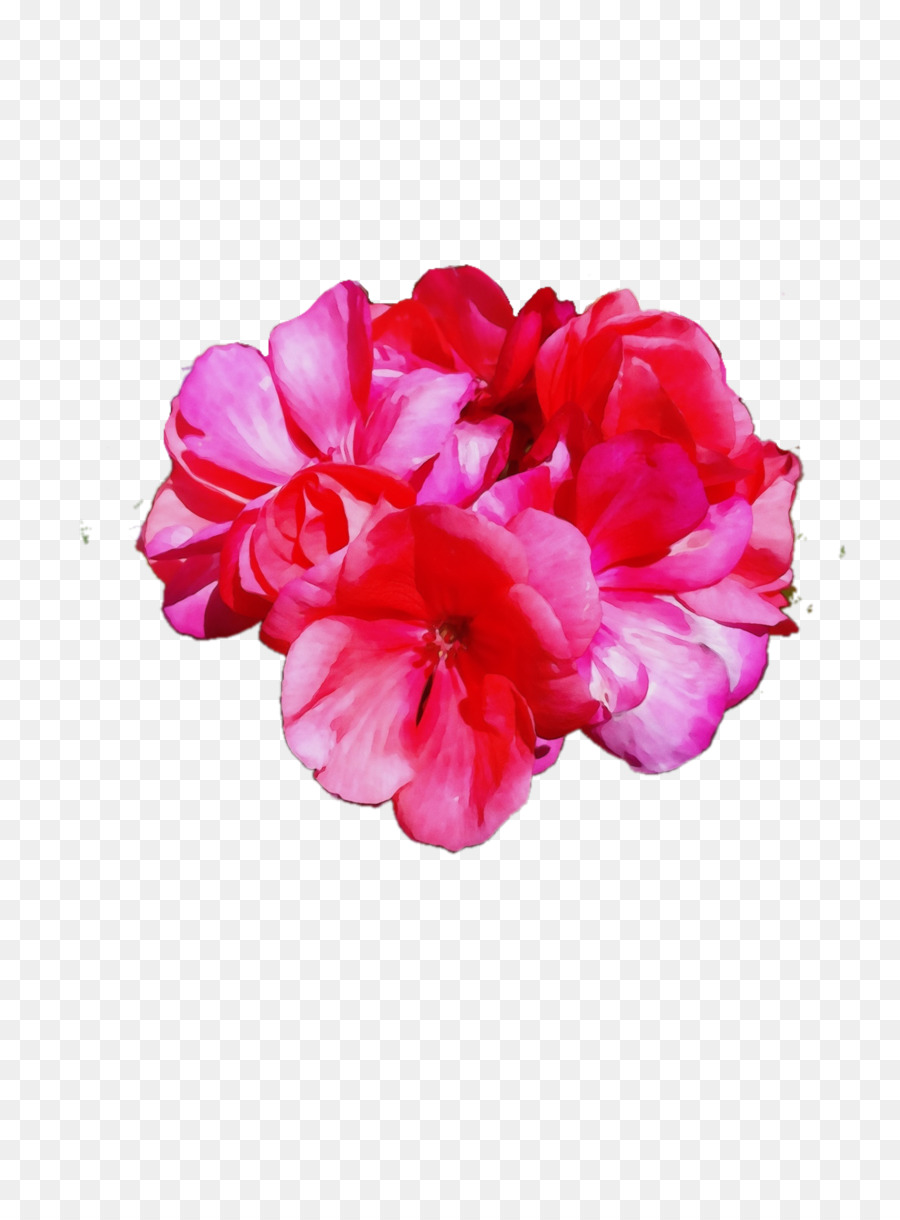 Rosa，Florescer PNG