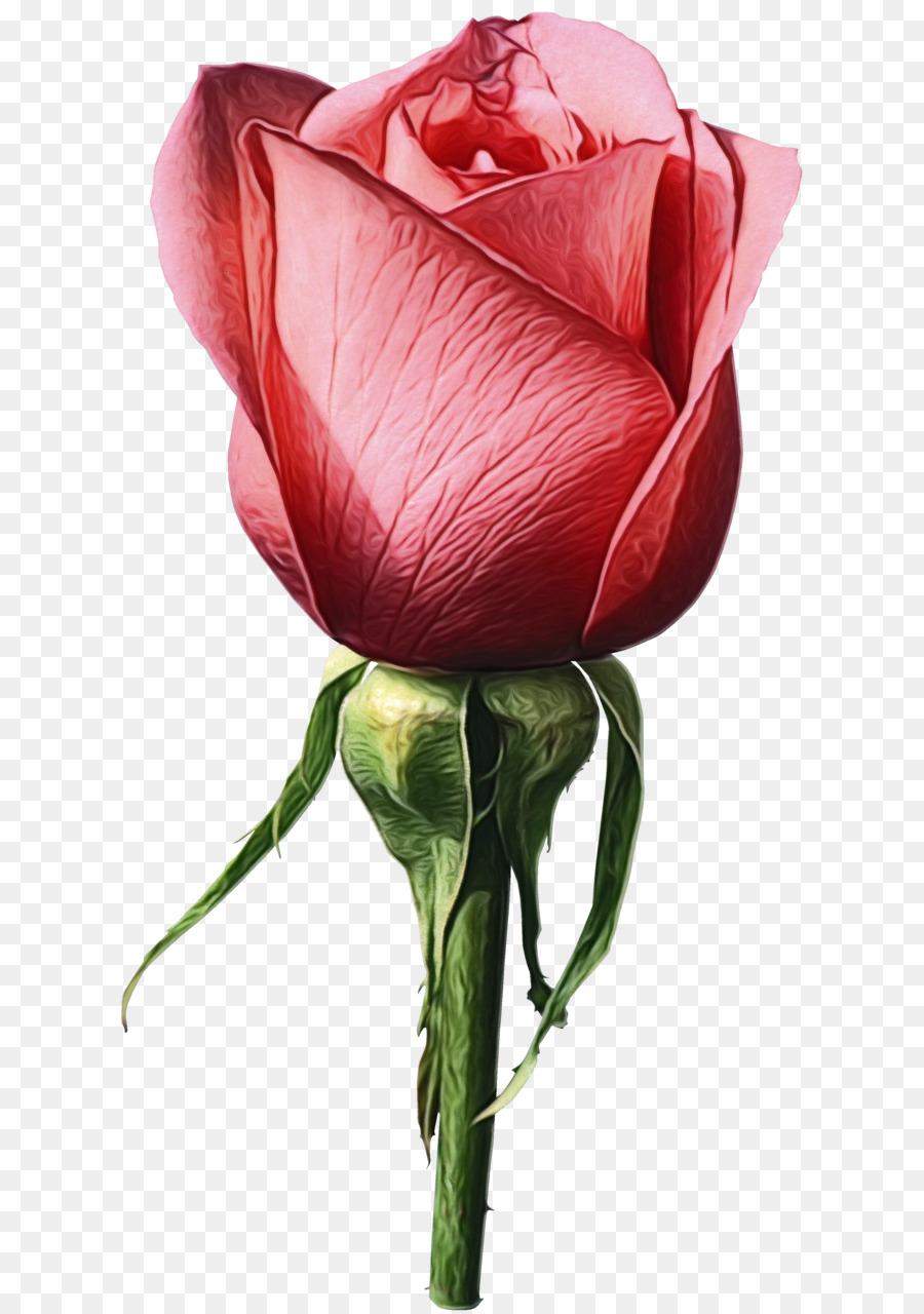 Rosa，Vermelho PNG