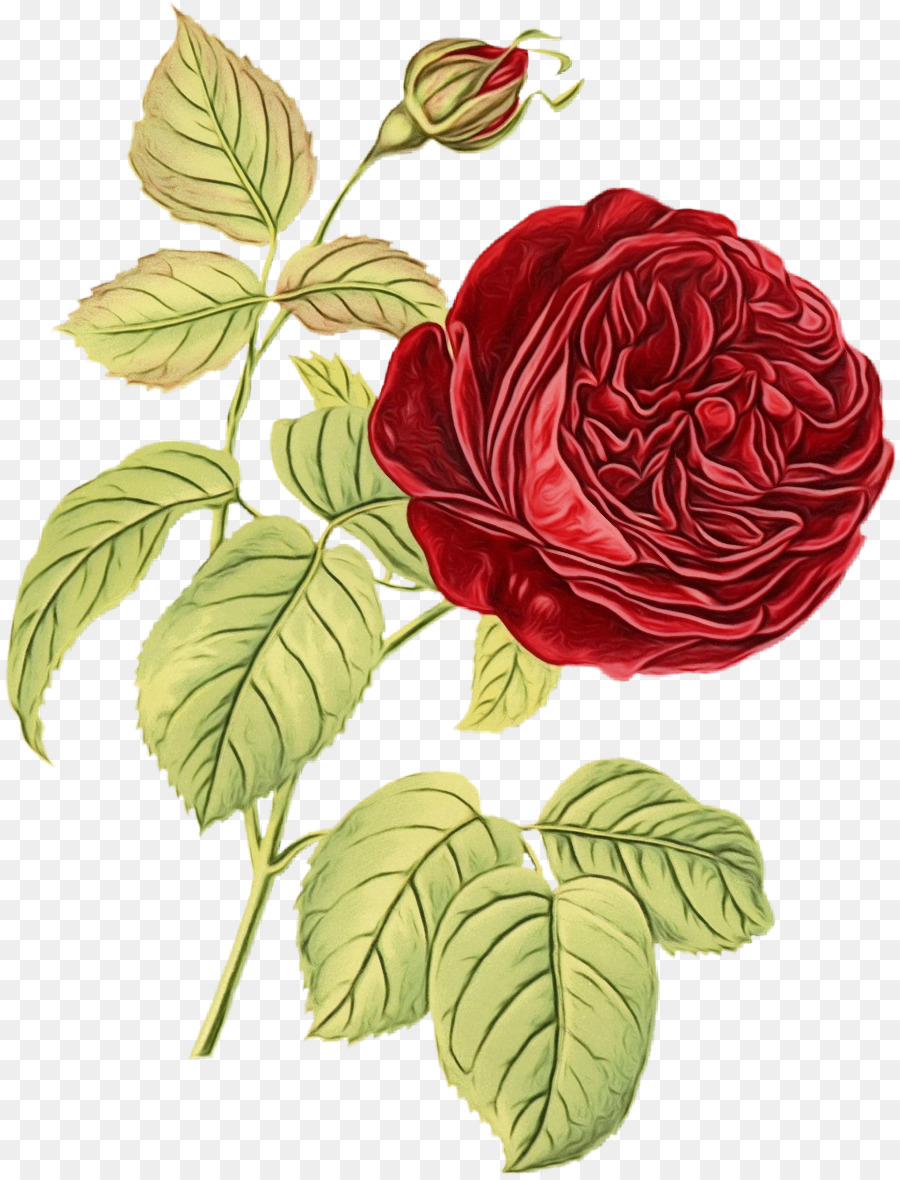 Rosa，Vermelho PNG