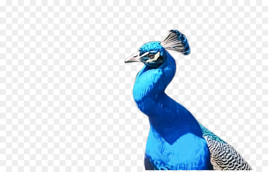 Azul，Peafowl PNG