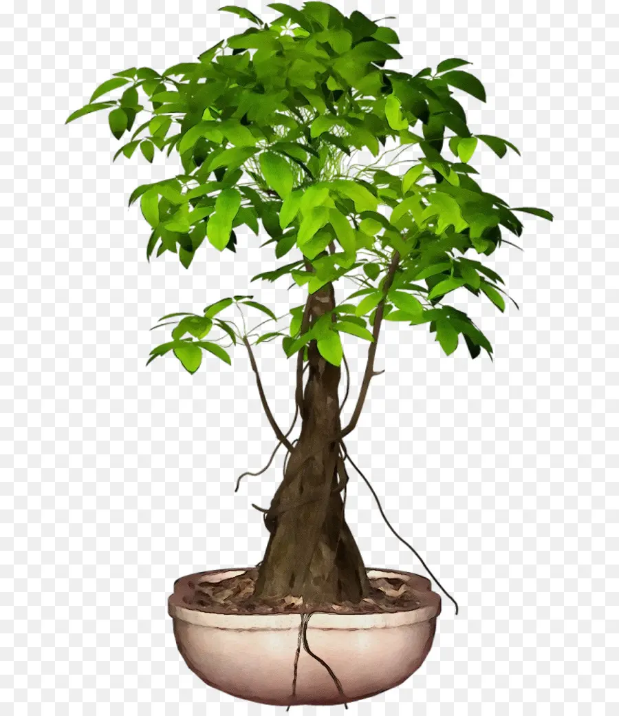 Flowerpot，árvore PNG