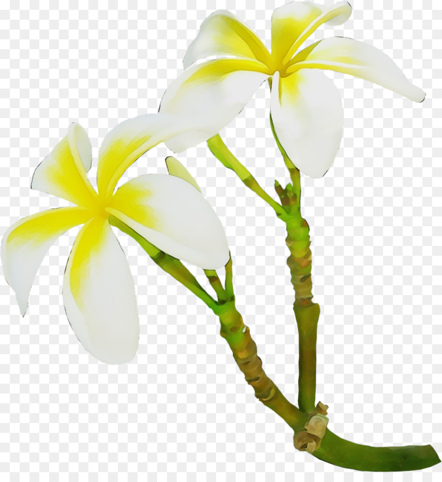 Flores Brancas E Amarelas，Natureza PNG