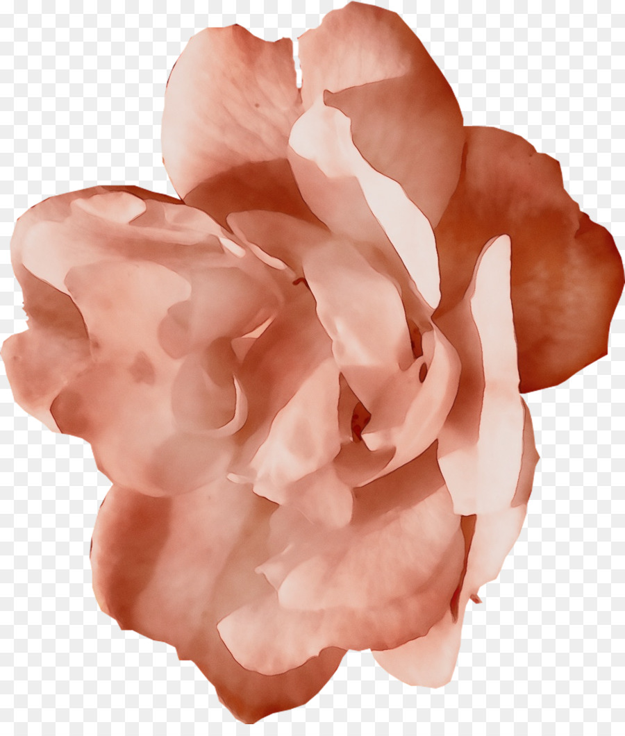 Rosa，Florescer PNG