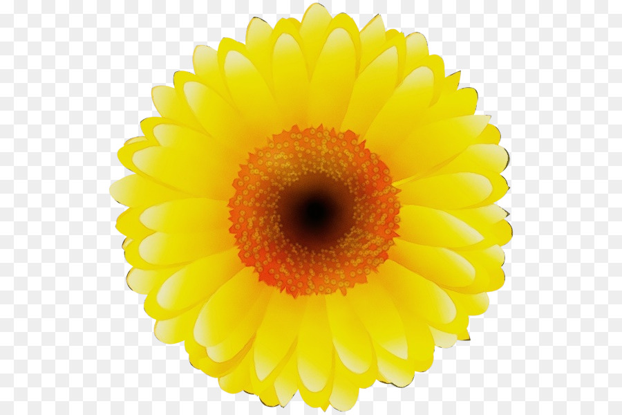 Flor，Florescer PNG