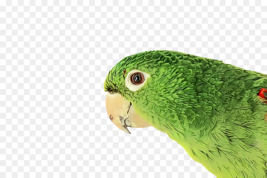 Pássaro，Papagaio PNG