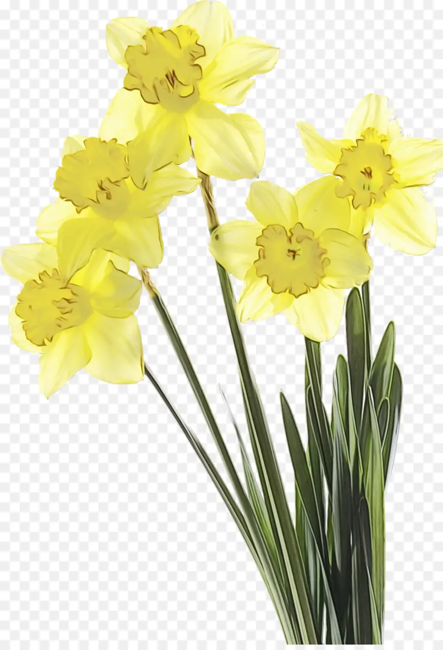 Narcisos Amarelos，Primavera PNG