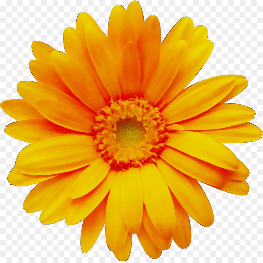 Barberton Daisy，Gerbera PNG