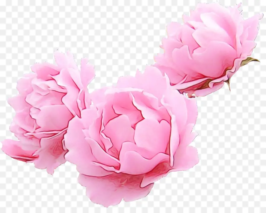 Flores Cor De Rosa，Florescer PNG