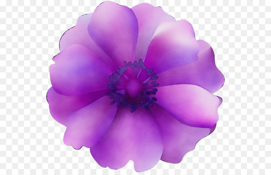 Flor Roxa，Florescer PNG