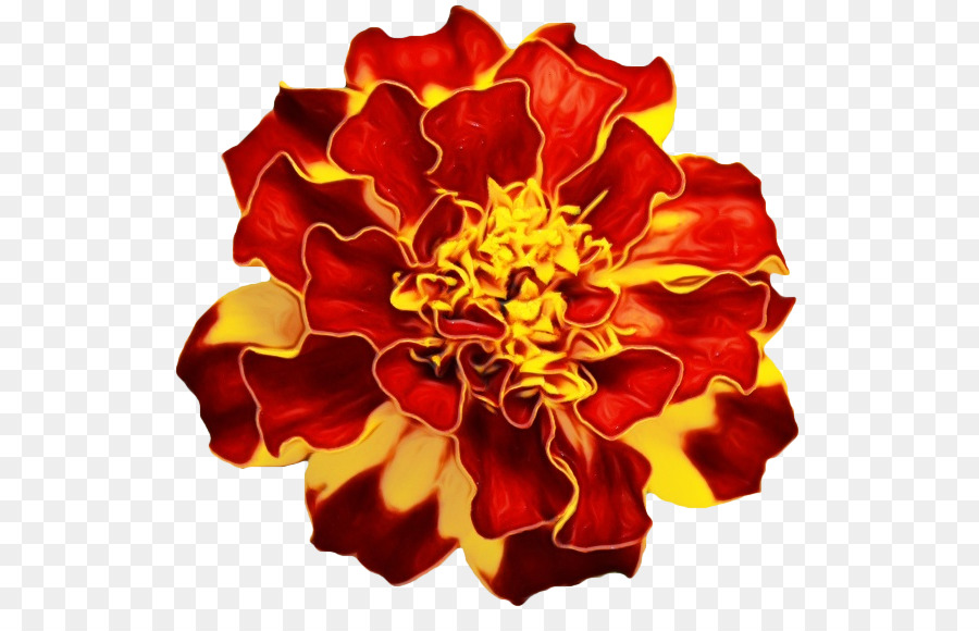 Tagetes，Flor PNG