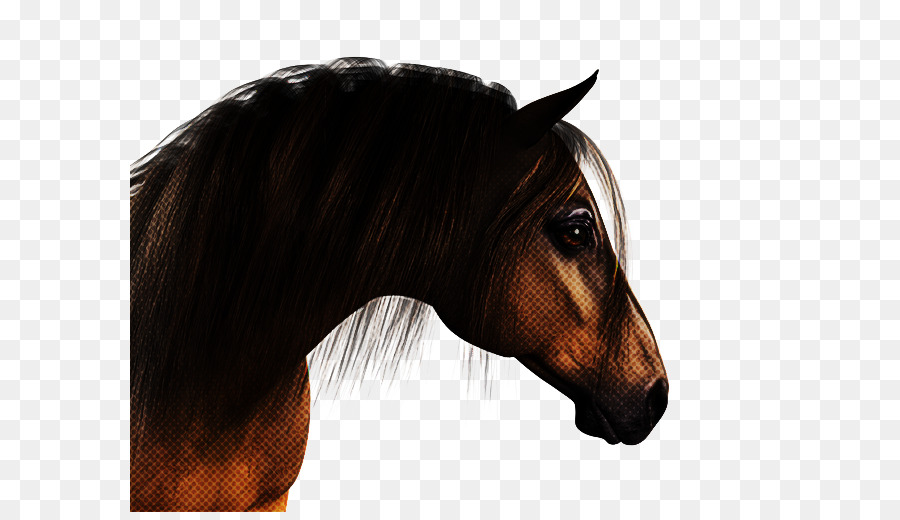 Cavalo Marrom，Cavalo PNG