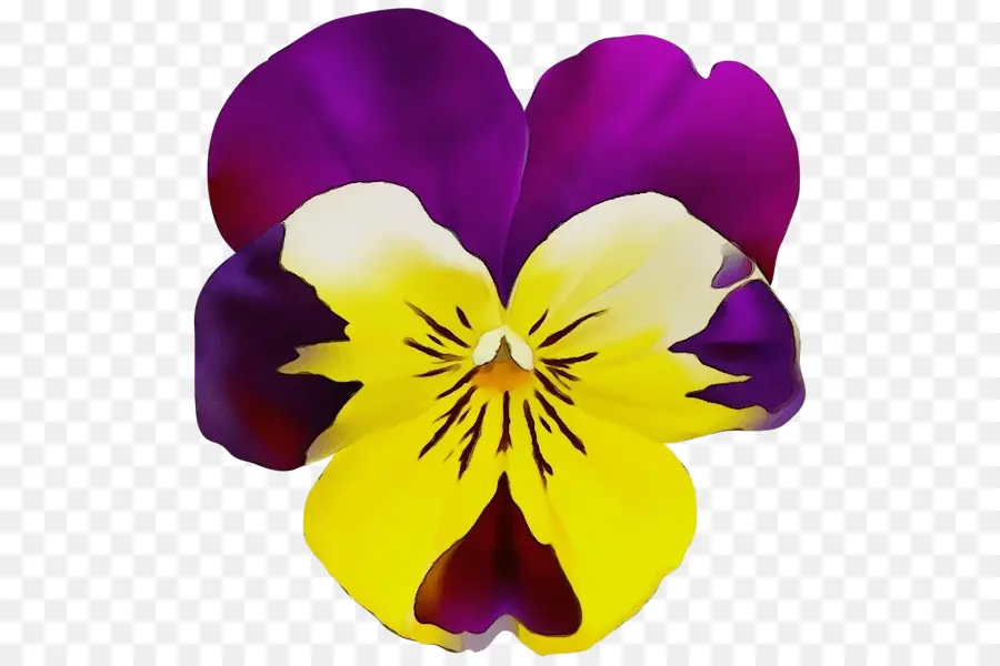A Floração Da Planta，Flor PNG