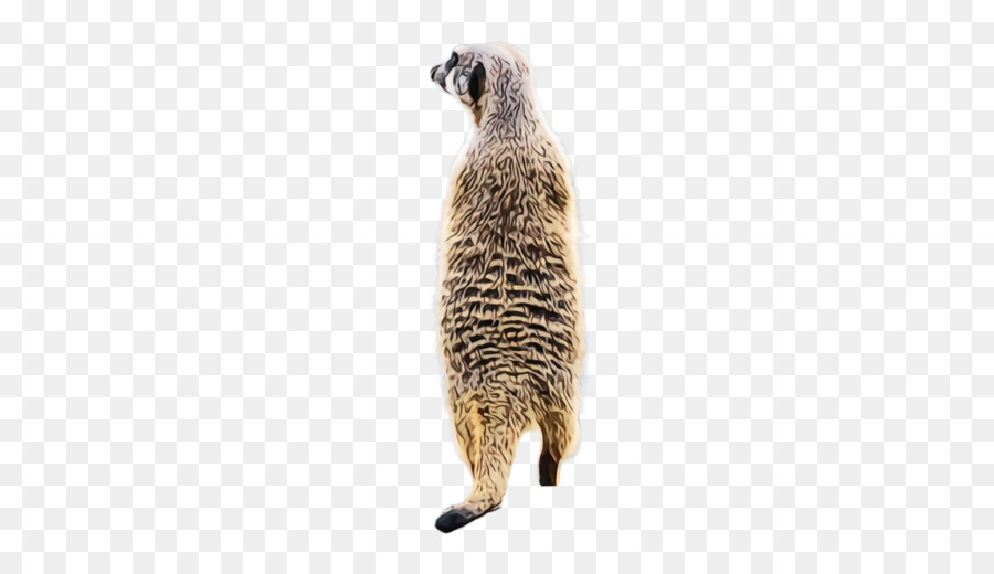 Meerkat，Mangusto PNG