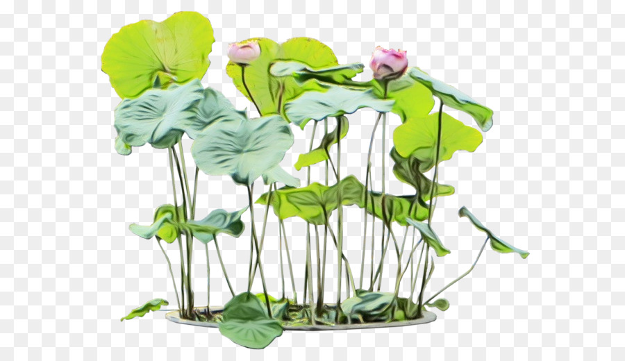 Plantas De Lótus，Água PNG