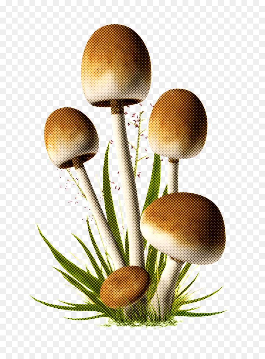 Cogumelo，Grama PNG
