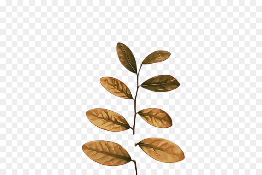 Folha，Planta PNG