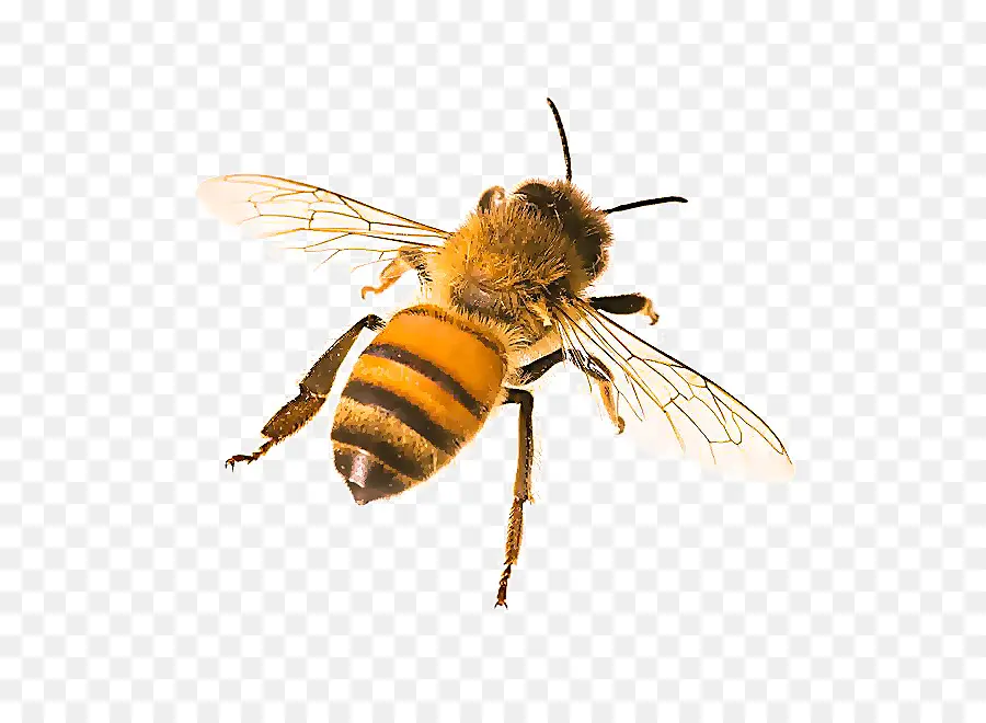 Abelha，Honeybee PNG