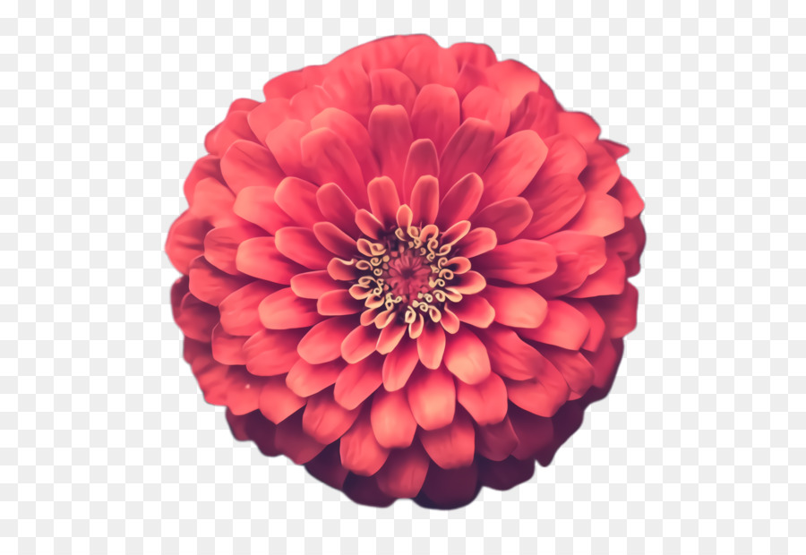 Flor，Zínia PNG