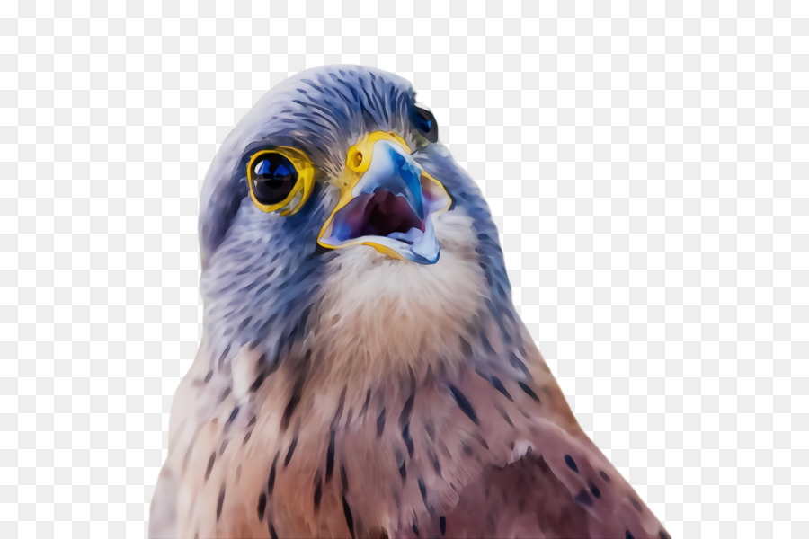 Aves，Bico PNG