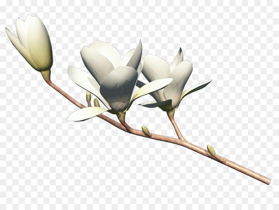 Flor，Planta PNG