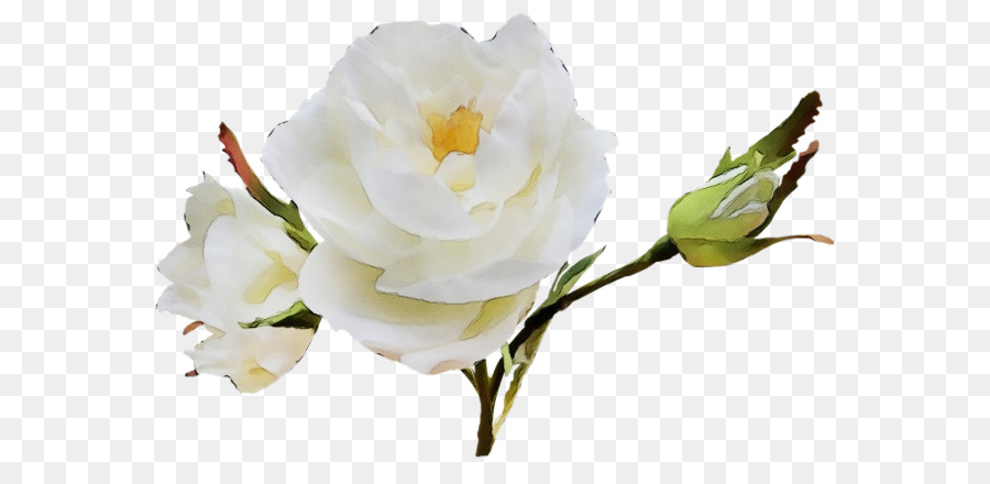 Flores Brancas，Florescer PNG