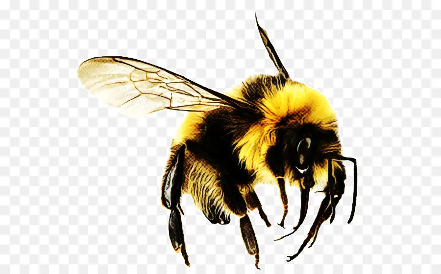 Abelha，Honeybee PNG