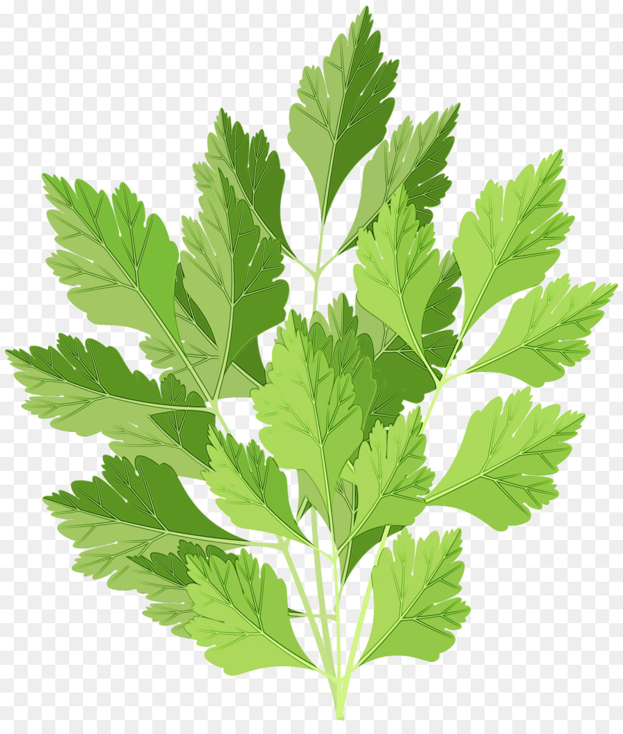 Salsa Verde，Salsinha PNG